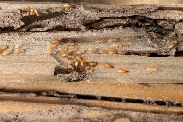 Best Pest Removal Services  in El Monte, CA
