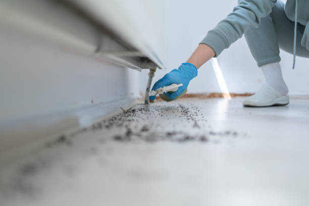 Best Flea Control Services  in El Monte, CA