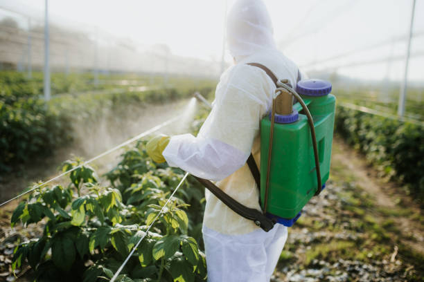 Best Rat Extermination Near Me  in El Monte, CA